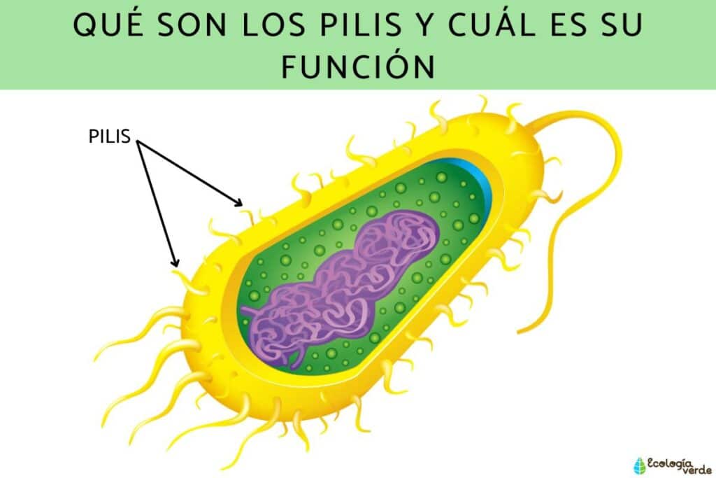 Qu’est-ce que les pili et à quoi servent-ils ? Fonction et importance ...