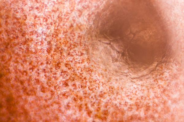 Cromoplastos: qué son, función y tipos - Función de los cromoplastos