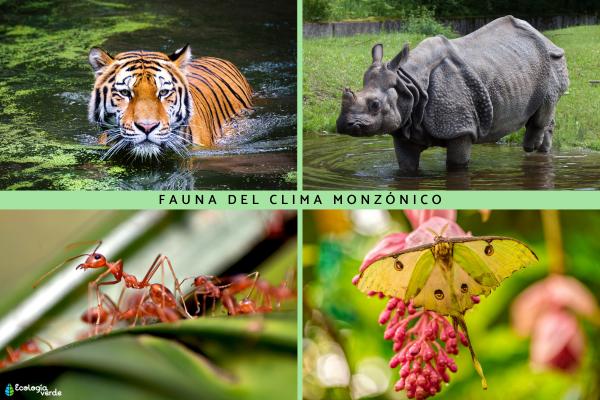 Clima monzónico: qué es, dónde hay, características, flora y fauna - Fauna del clima monzónico