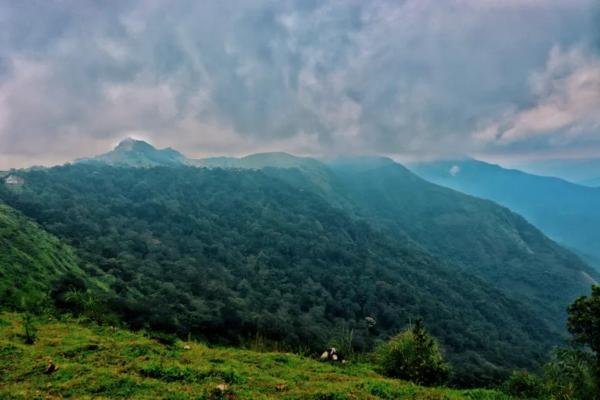 Clima monzónico: qué es, dónde hay, características, flora y fauna - Flora del clima monzónico