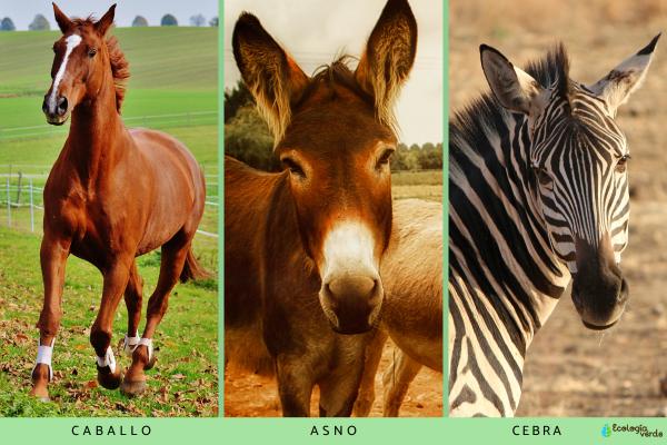 Équids : ce qu'ils sont, caractéristiques et types - Types d’équidés