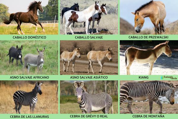 Équides : ce qu'ils sont, caractéristiques et types - Exemples d’articulations équines