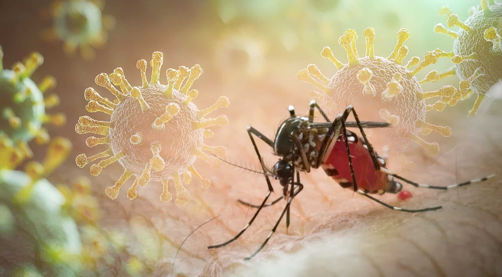 2035 : La dengue à Paris et à Londres ? Modèles climatiques et propagation rapide du moustique tigre