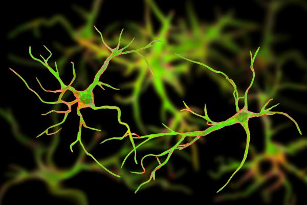 Células gliales: qué son, dónde se encuentran, función y tipos - Qué son las células gliales y dónde se encuentran