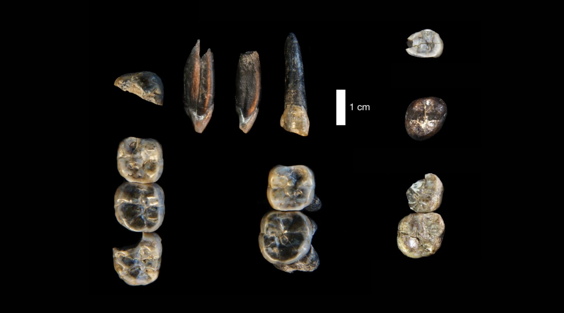 Ces treize dents d’Éthiopie qui ont révolutionné l’arbre de l’évolution humaine