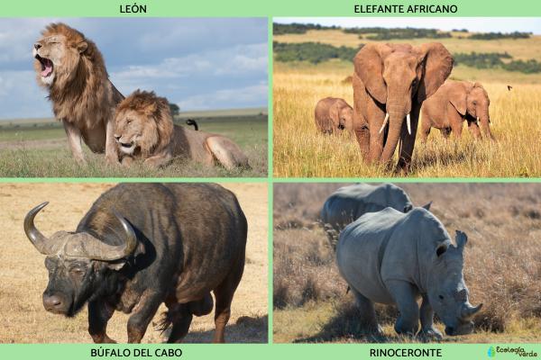 Flora y fauna de Sudáfrica - Fauna de Sudáfrica