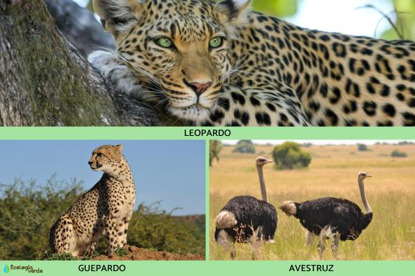 Flora y fauna de Sudáfrica -