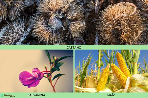 Dispersión de semillas: qué es, tipos y ejemplos -