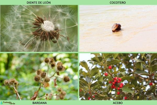 Dispersión de semillas: qué es, tipos y ejemplos - Ejemplos de dispersión de semillas