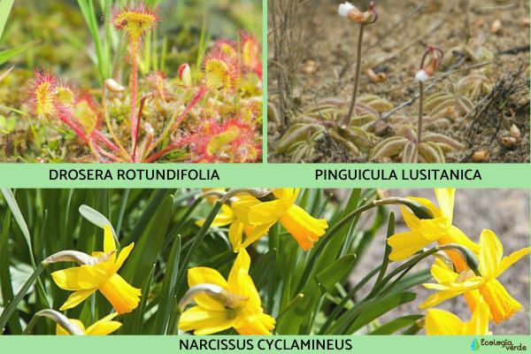 Flora y fauna de Galicia - Flora y fauna de Galicia en peligro de extinción