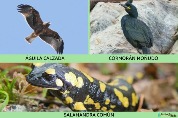 Flora y fauna de Galicia -