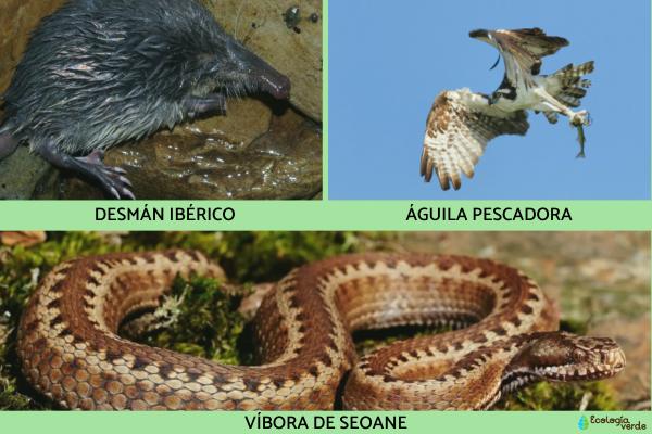 Flora y fauna de Galicia -