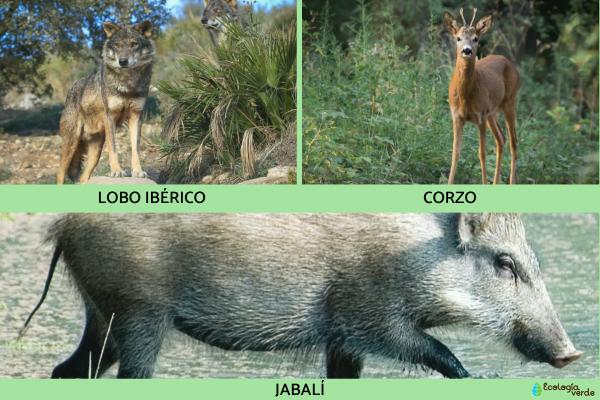 Flora y fauna de Galicia - Fauna de Galicia