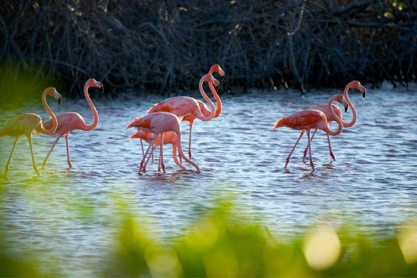 Qué es una ría, cómo se forma y ejemplos - Ejemplos de rías en México