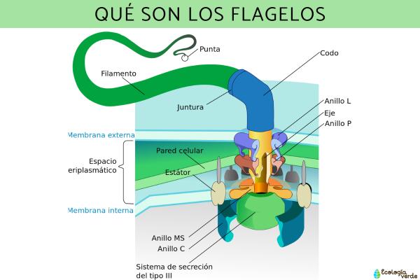 Cilios y flagelos: qué son, función y estructura - Qué son los flagelos