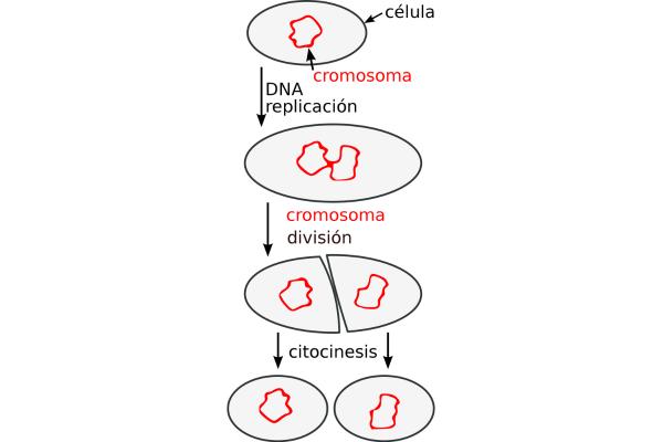 Bipartición: qué es, etapas y tipos - Etapas de la bipartición