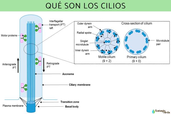 Cilios y flagelos: qué son, función y estructura - Qué son los cilios