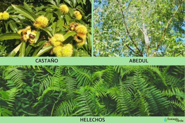 Flora y fauna de Galicia - Flora de Galicia