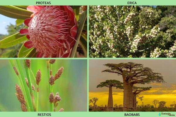 Flora y fauna de Sudáfrica - Flora de Sudáfrica