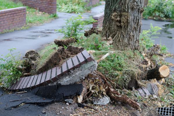 Cuándo se considera viento fuerte - Peligros del viento fuerte