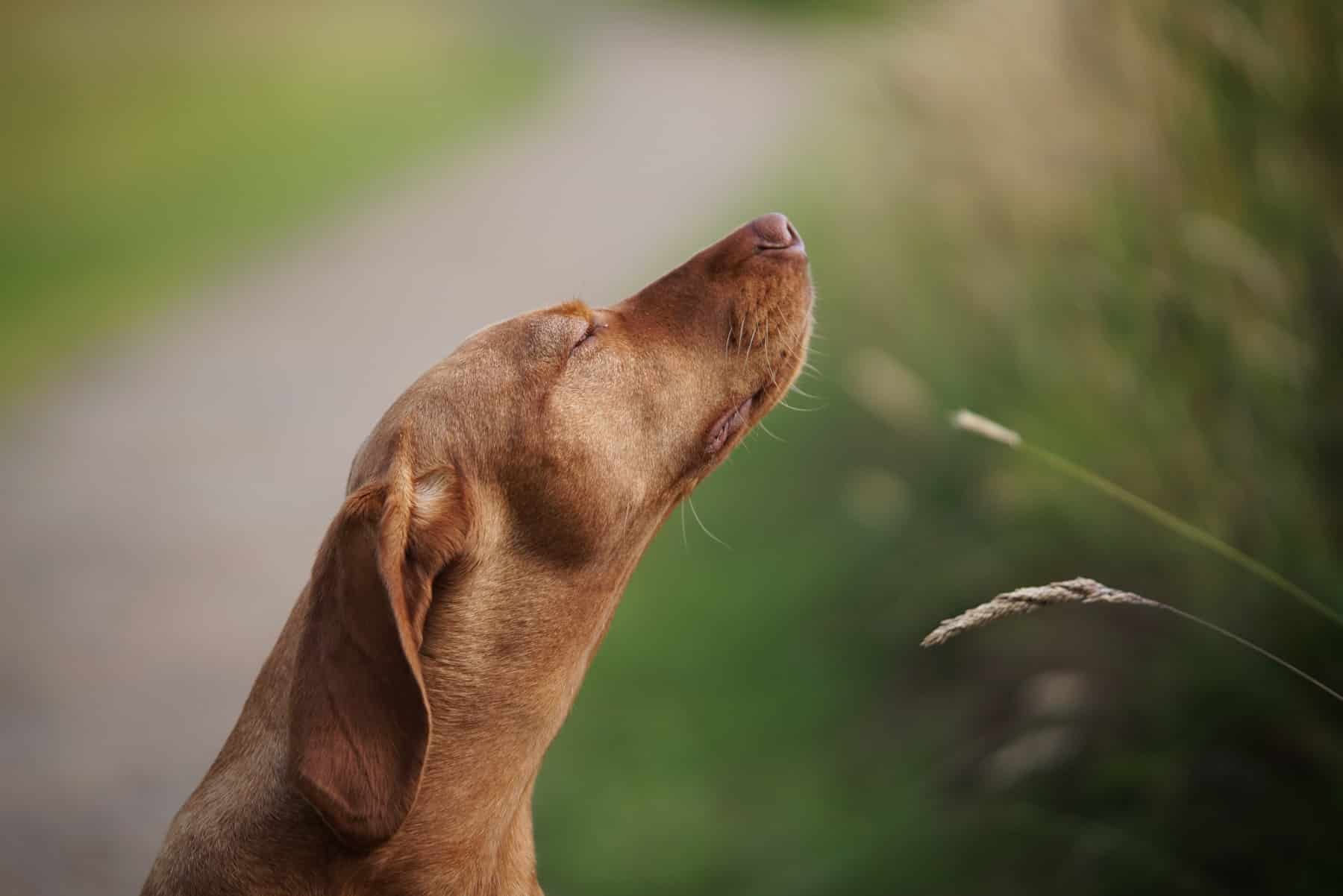 Il ne faut pas grand-chose pour améliorer la vie de votre chien : 6 stimulations olfactives qui vont le rendre fou
