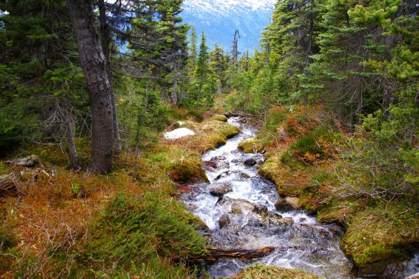Qué es un arroyo y cómo se forma - Cómo se forma un arrojo