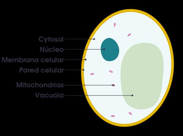 Citoplasma: qué es, función y estructura - Estructura del citoplasma