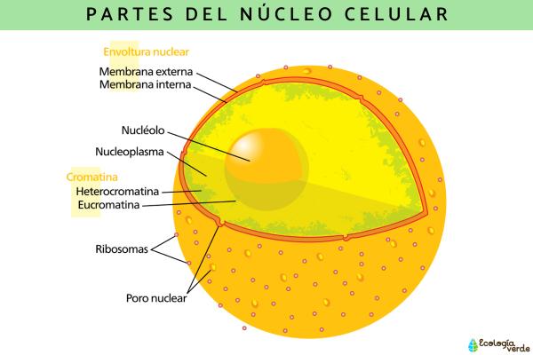 Núcleo celular: qué es, características, partes y función - Partes del núcleo celular