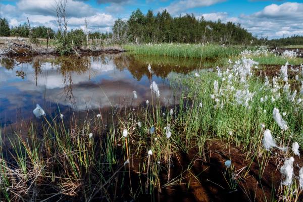 Turberas: qué son y para qué sirven - Cómo se forman las turberas