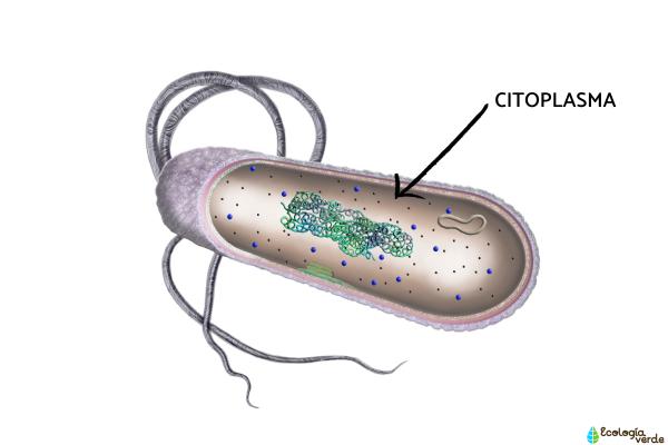 Citoplasma: qué es, función y estructura - Características del citoplasma