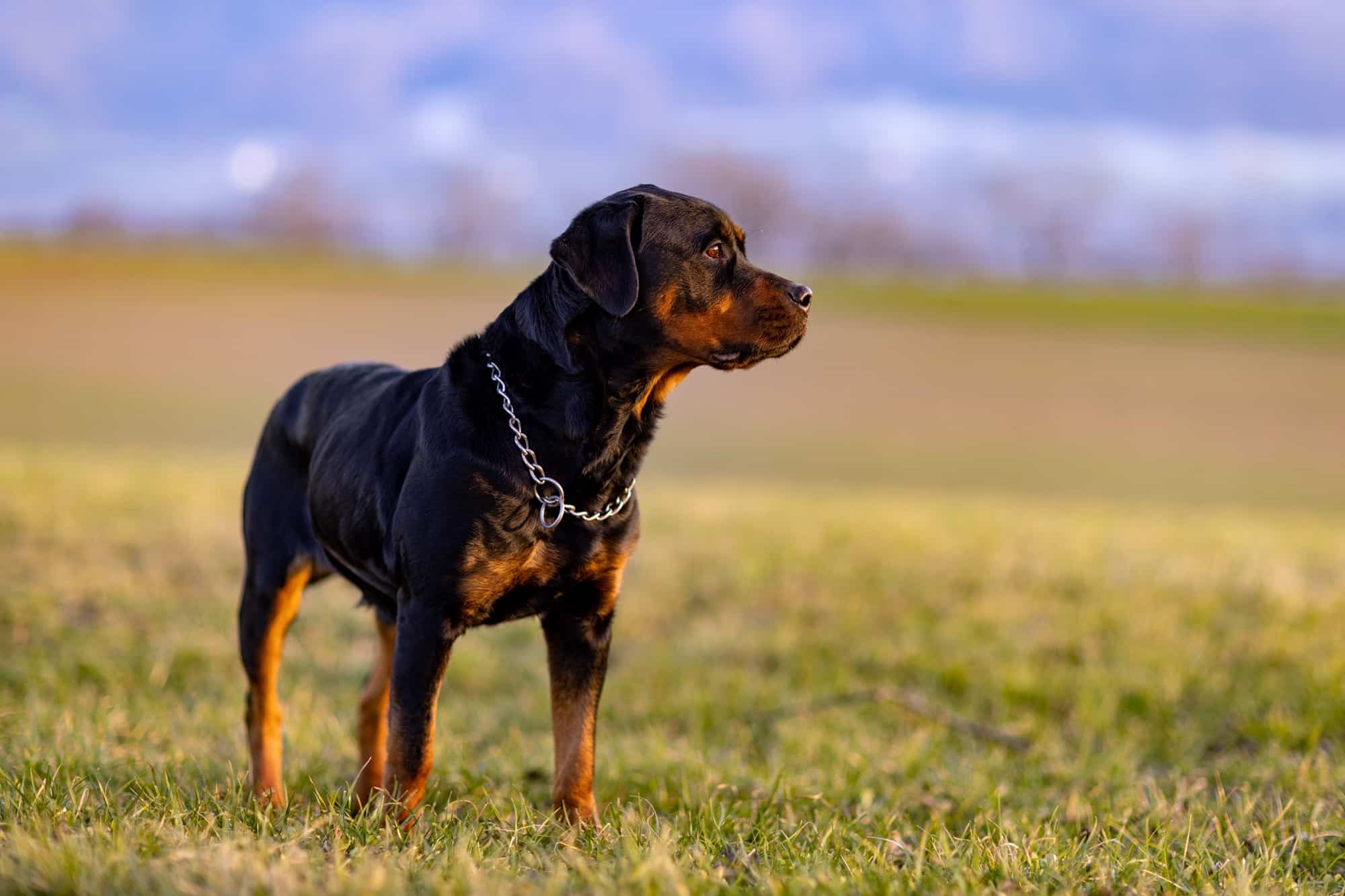 Gonades (testicules et ovaires) et fragilité du vieillissement : explications des Rottweilers