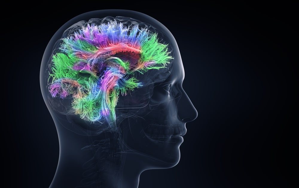 Les cinq âges du cerveau humain : le pic autour de la trentaine - Info ...