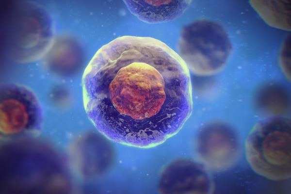 Núcleo celular: qué es, características, partes y función - Qué es el núcleo celular