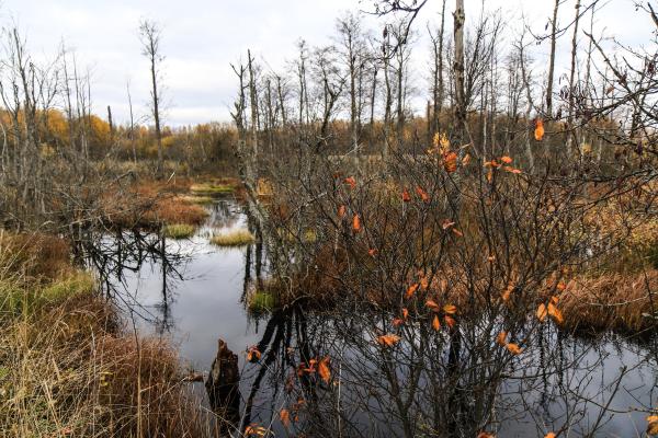 Turberas: qué son y para qué sirven - Qué son las turberas