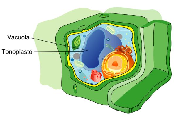 Vacuola: qué es, función y estructura - Función de la vacuola