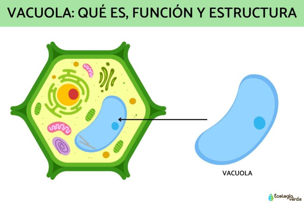 Java Bacjuoke Vacuole : définition, rôle et structure - Info Utiles