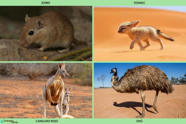 Clima desértico: qué es, características, temperatura, flora y fauna -
