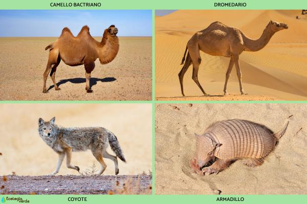 Clima desértico: qué es, características, temperatura, flora y fauna - Fauna del clima desértico