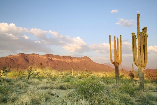 Clima desértico: qué es, características, temperatura, flora y fauna - Flora del clima desértico