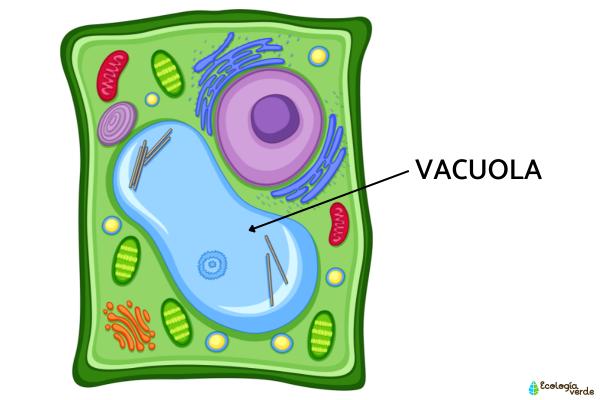 Vacuola: qué es, función y estructura - Qué es una vacuola