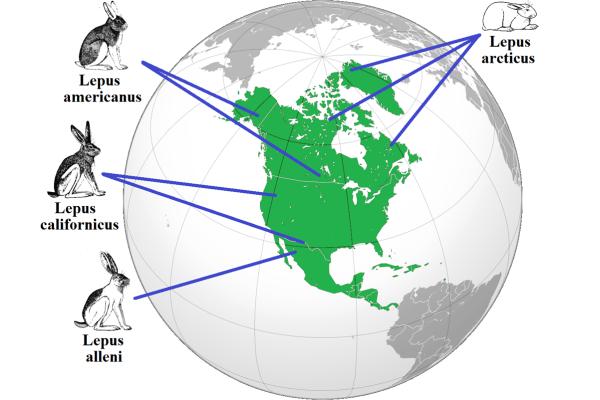 Regla de Bergmann: qué es y ejemplos - La regla de Allen