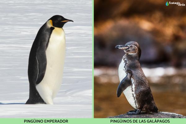 Regla de Bergmann: qué es y ejemplos - Ejemplos de la regla de Bergmann