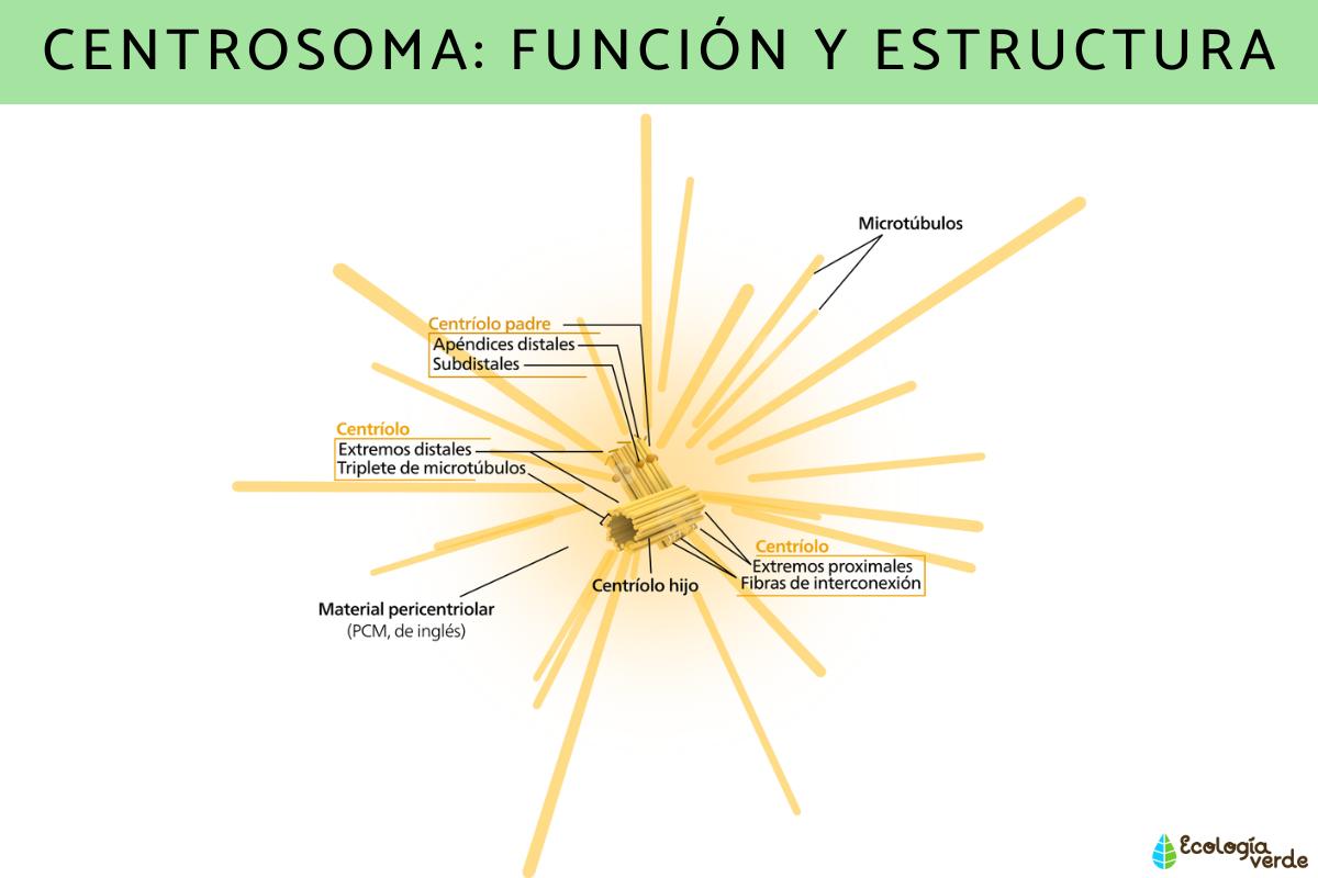 Centrosome : fonction et structure
