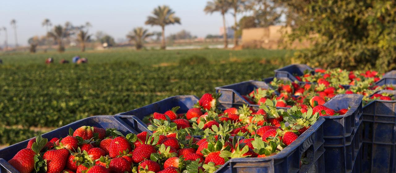 Erdbeeren liegen in Körben am Rand eines Feldes in Ägypten.