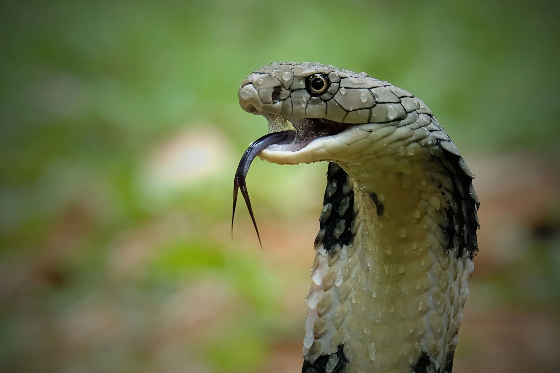 Serpents cannibales : pourquoi certaines espèces dévorent leurs semblables