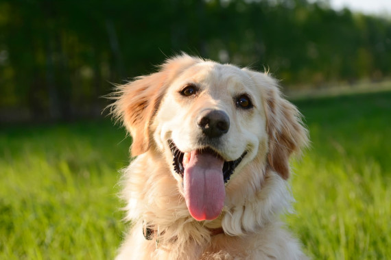 golden retriever-cani golden retriever-cani