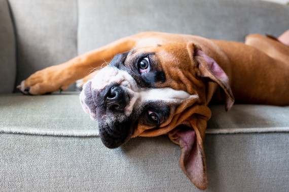 Cani boxer Cani-Boxer