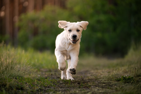 Labrador-retriever Labrador-retriever