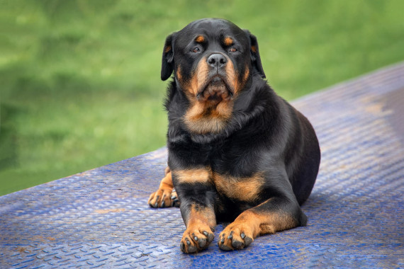 Rottweiler-Cani Rottweiler-Cani
