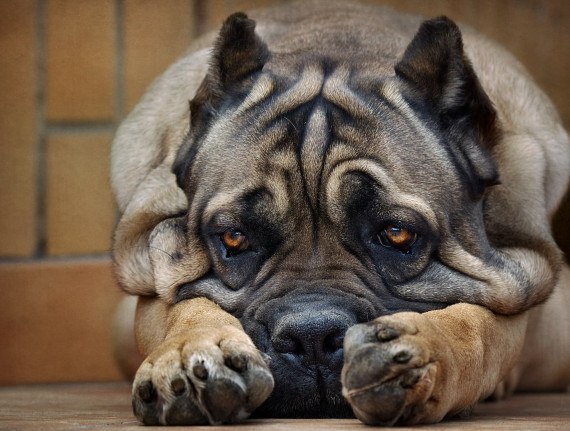 Cane corso-molosso Cane corso-molosso